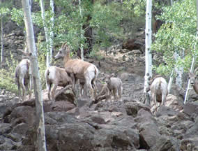 Wildlife on The East Fork of the Black River