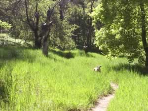 The trail leading upstream from campsite 4 at the upper end of camp.