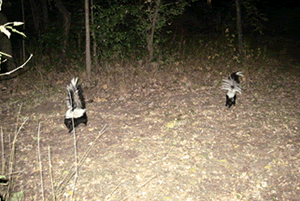 Skunks at Cave Springs