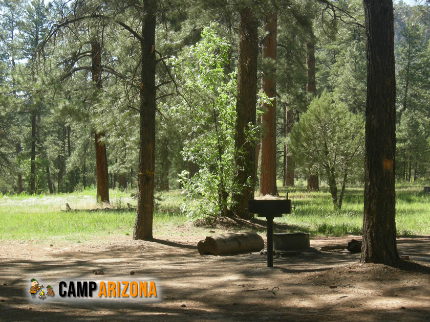 Elk Near Woods Canyon Lake