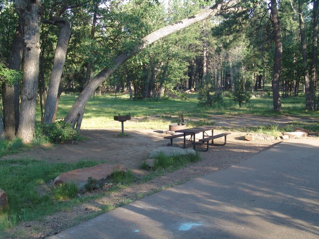 Elk Near Woods Canyon Lake