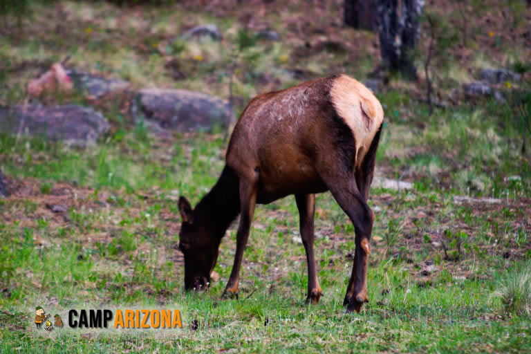 Elk Near Woods Canyon Lake