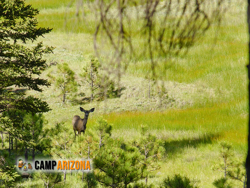 Elk Near Woods Canyon Lake