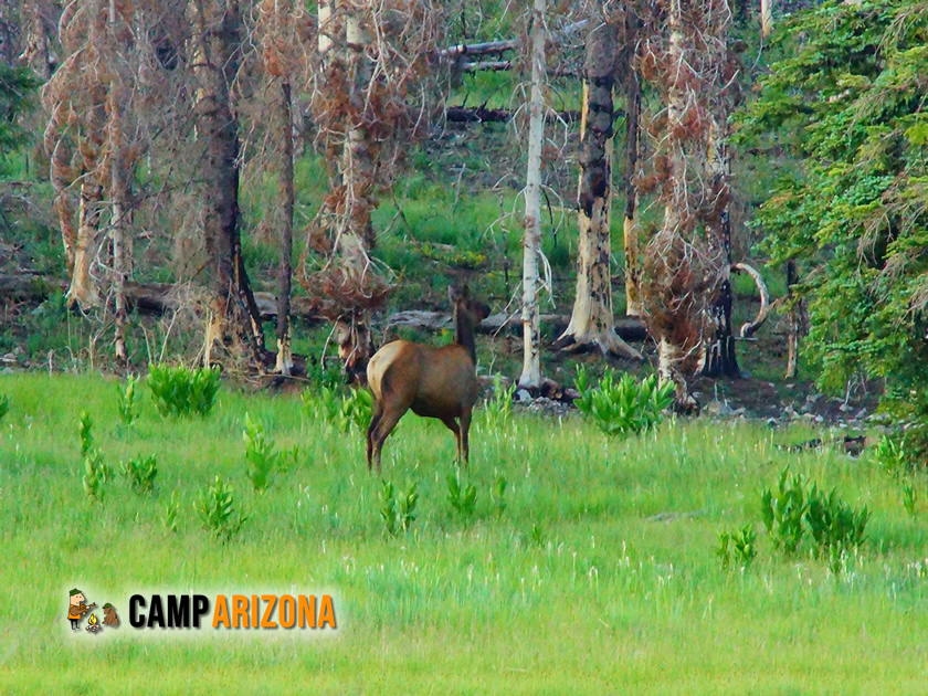 Elk Near Woods Canyon Lake