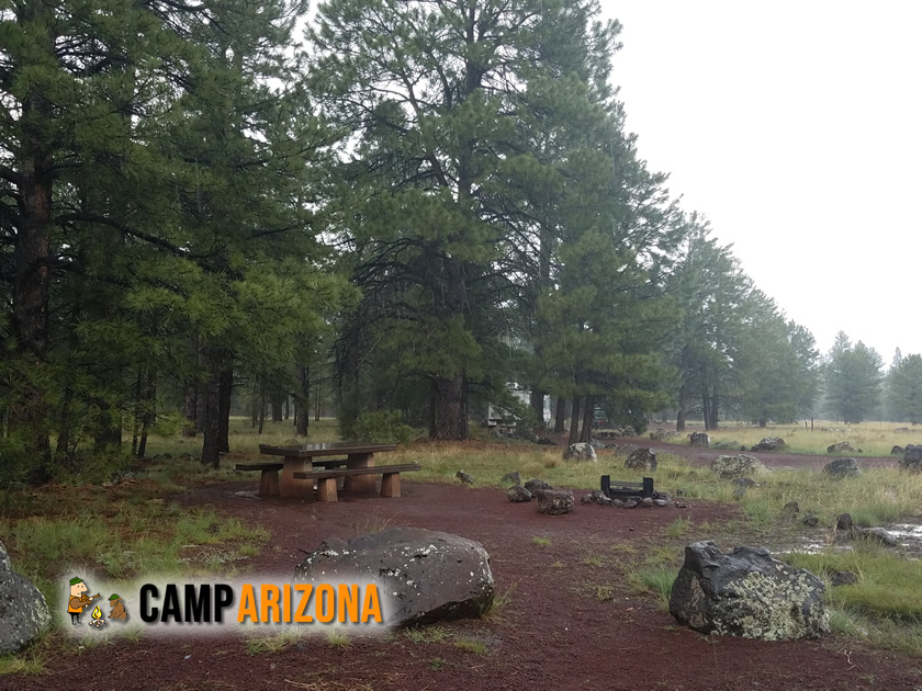 Elk Near Woods Canyon Lake