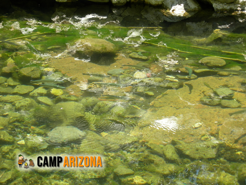 Stocked fish in Oak Creek