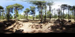 Aspen Campsite 6