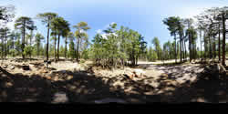 Aspen Campsite 16