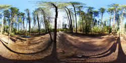 Christopher Creek campsite 5