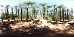 Christopher Creek Campsite 11