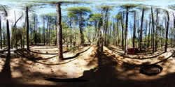 Christopher Creek Campsite 35