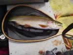 A nice 18"+ rainbow from Lee's Ferry