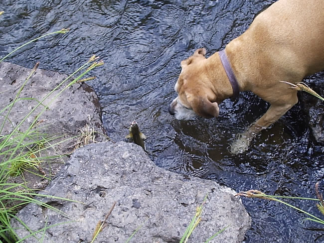 One happy dog!