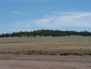 Winn Campground is well shaded in this stand of pine trees.